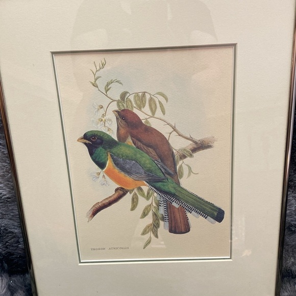 Framed Trogon Bird Art Print - Picture 2 of 16